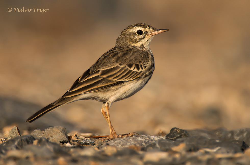 Bisbita caminero (Anthus bethelotii)